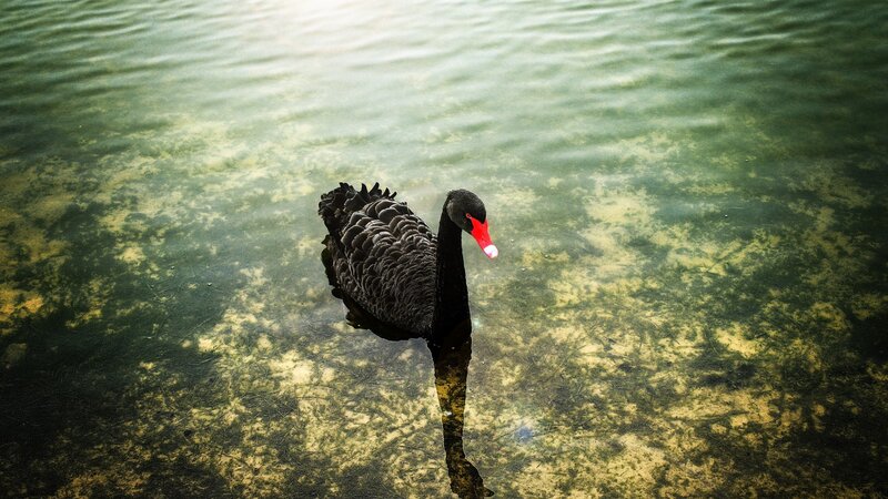 Black Swan Swimming — Green