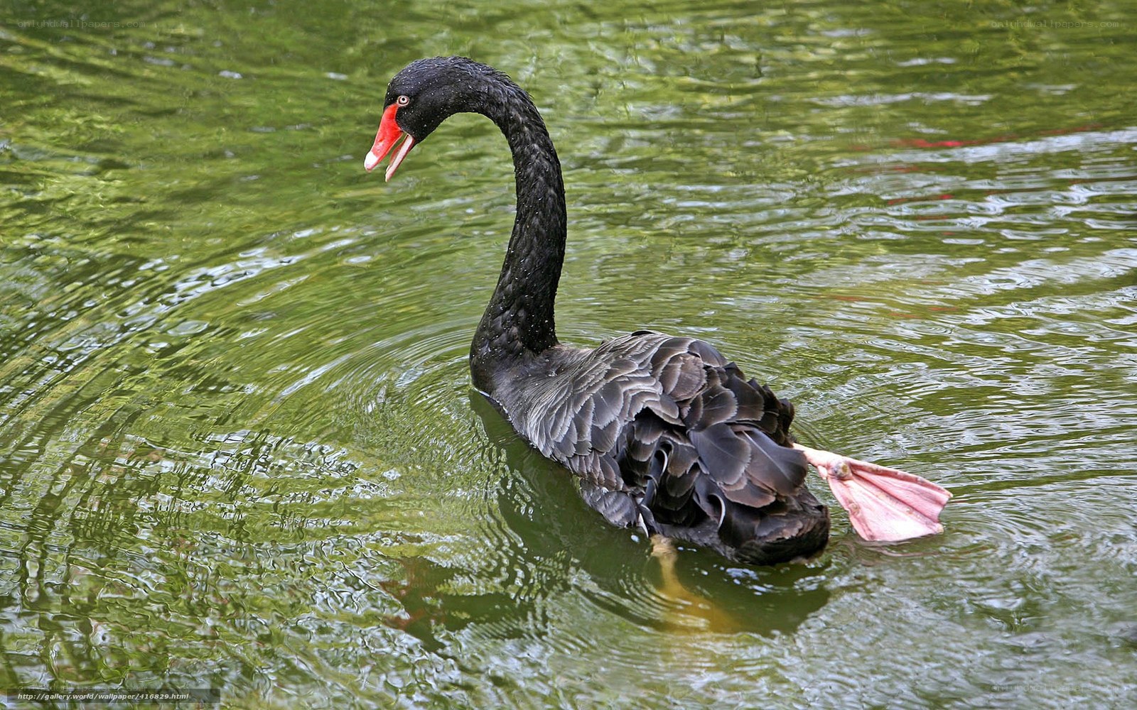 Black swan swimming in pond