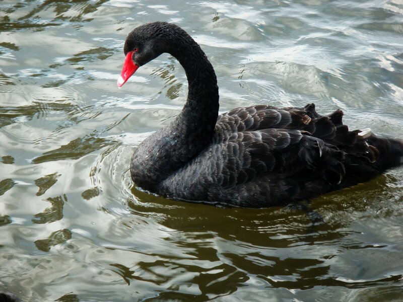 Black swan swimming in water
