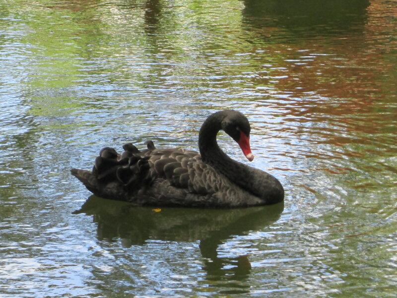 Black Swan Swimming — Serene