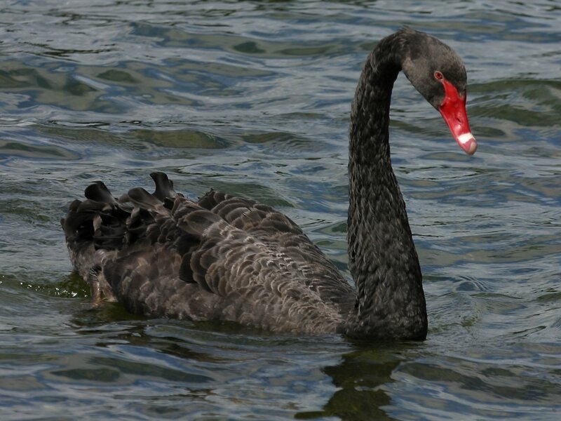 Black Swan Swimming