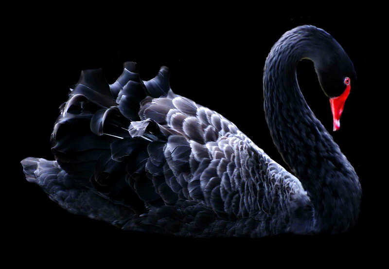 Black Swan