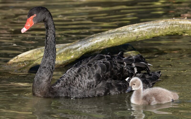 Black Swan with Cygnet — Serene