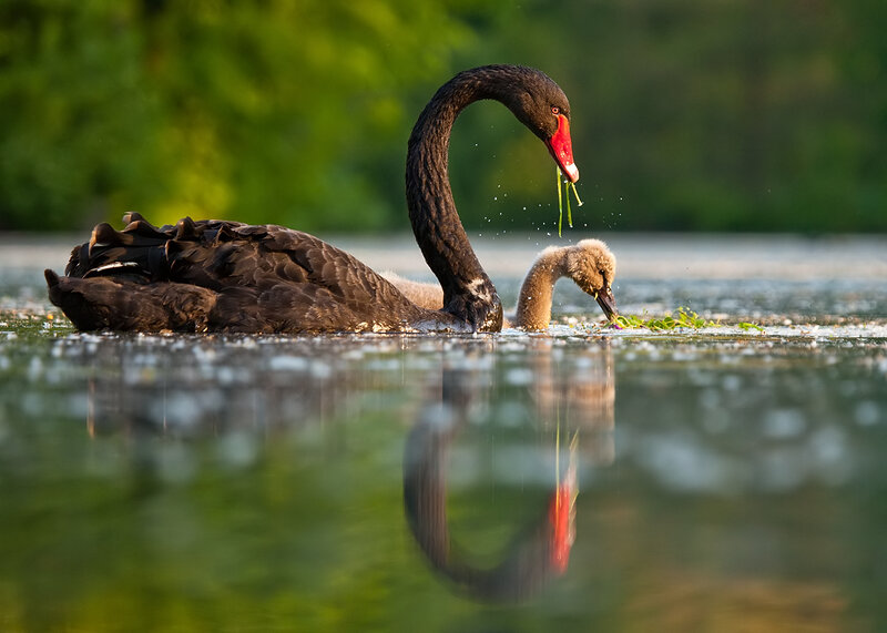 Black Swan with Cygnet