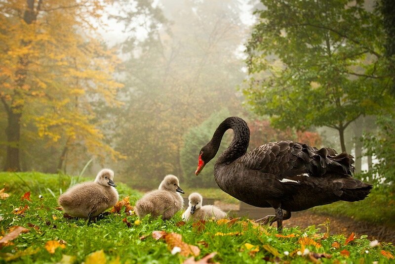 Black Swan with Cygnets — Green, Serene, Autumn, Photograph, Grass