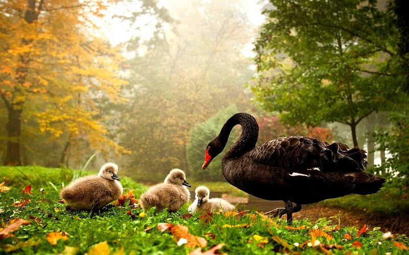 Black Swan with Cygnets — Green, Serene, Autumn