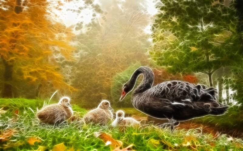 Black Swan with Cygnets — Green, Serene