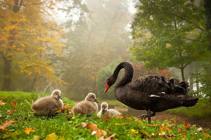 Black Swan with Cygnets — Green