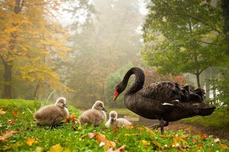 Black swan with cygnets in autumn