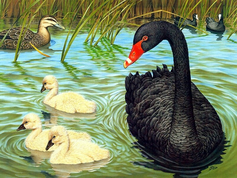 Black Swan with Cygnets — Serene, Afternoon