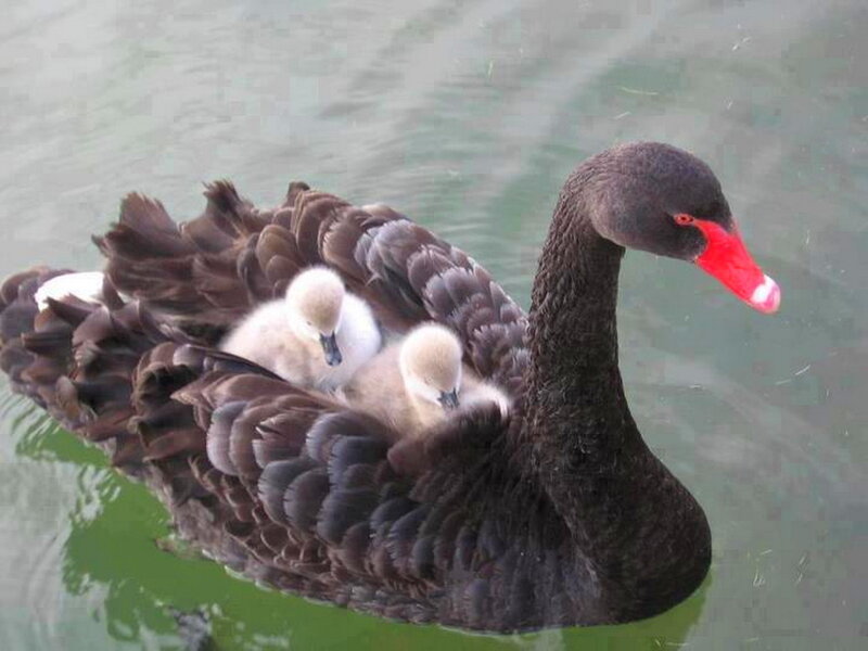 Black Swan with Cygnets — Serene