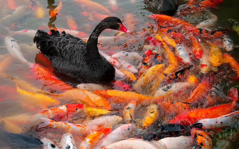Black Swan with Koi Fish