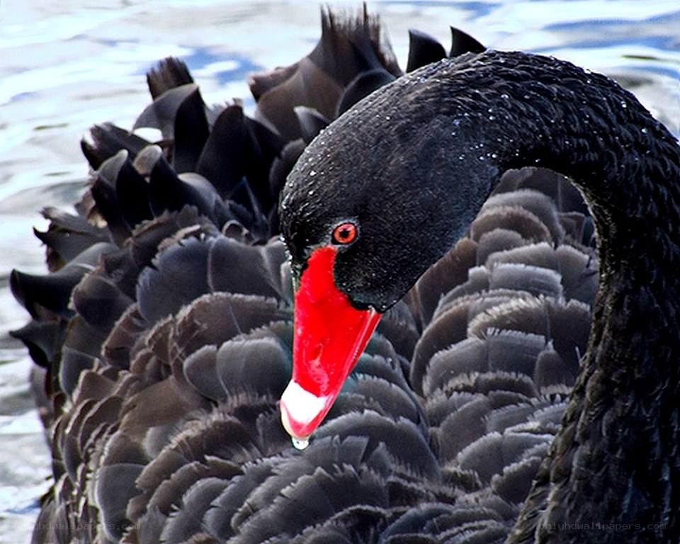 Black swan with red beak