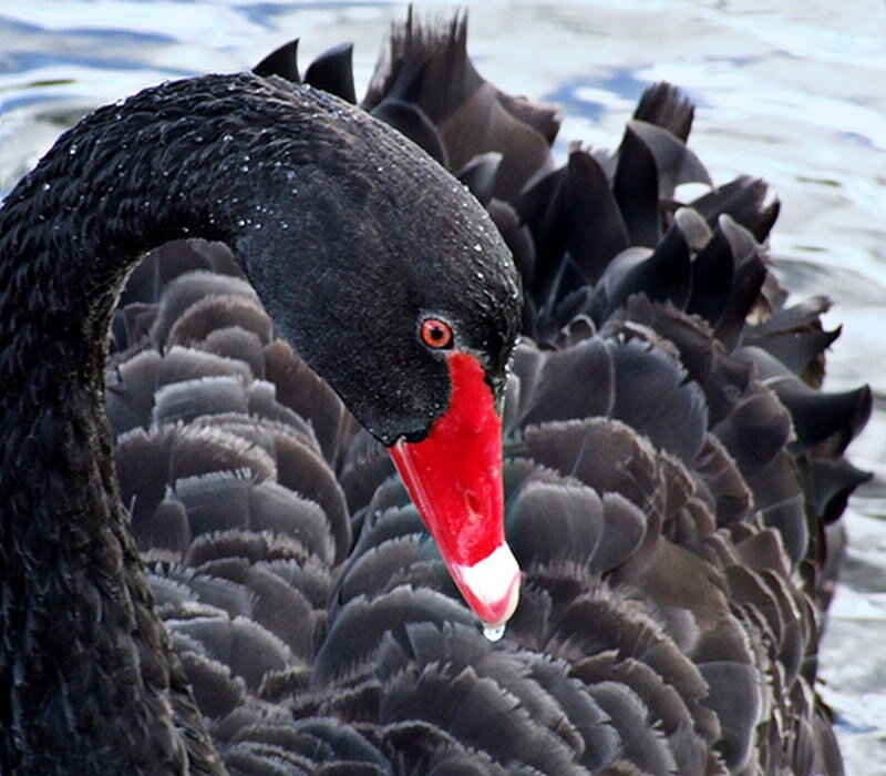 Black swan with red beak