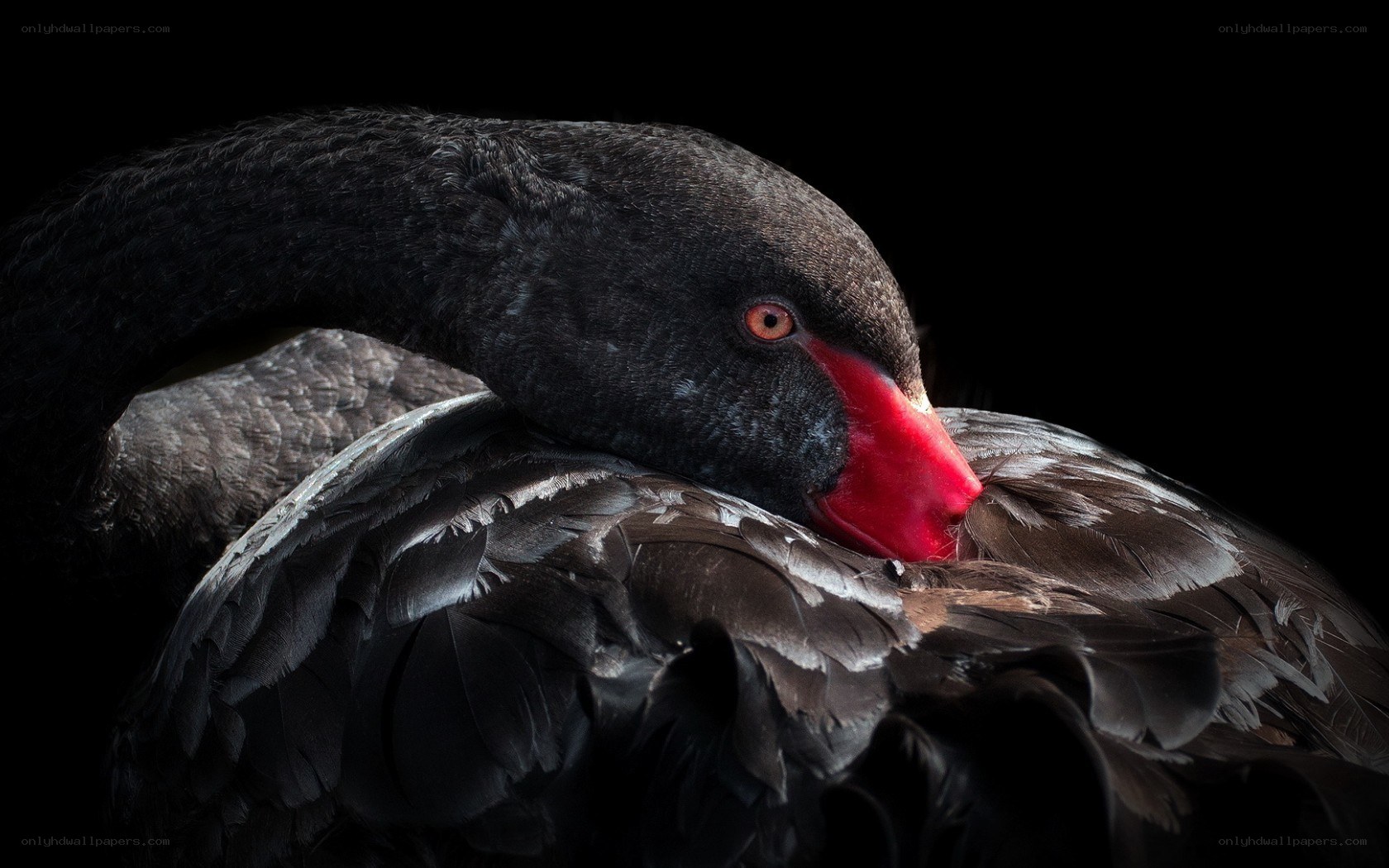 Black swan with red beak