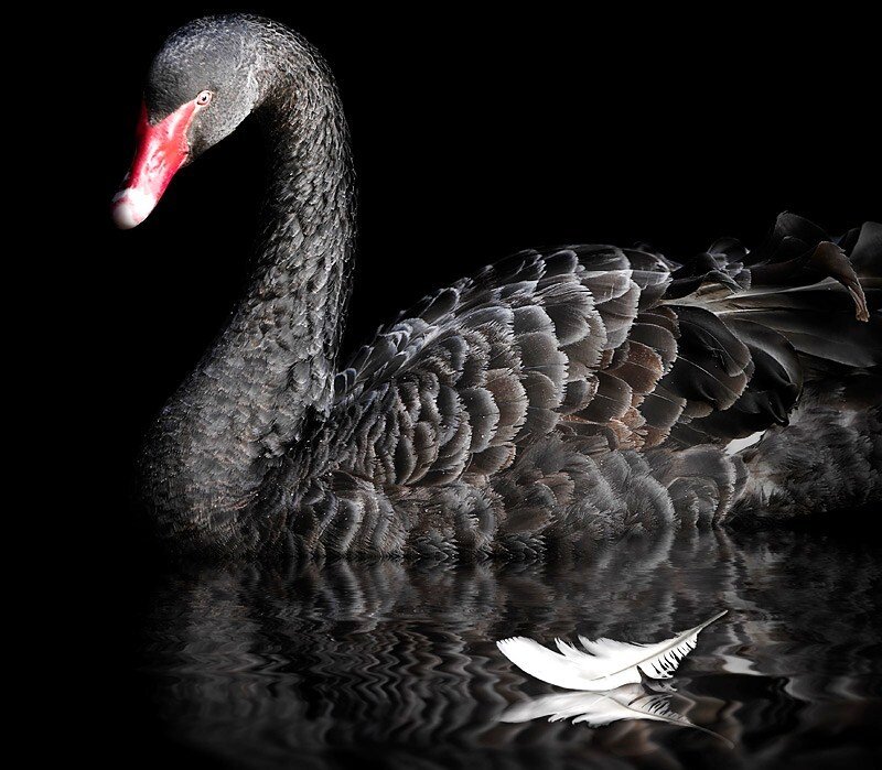 Black swan with white feather