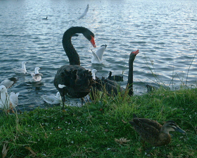 Black swans at the water's edge