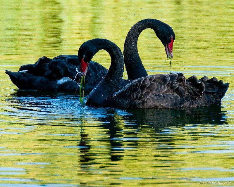 Black swans feeding on water