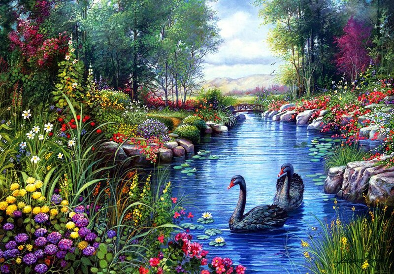 Black Swans in Pond — Blue, Serene
