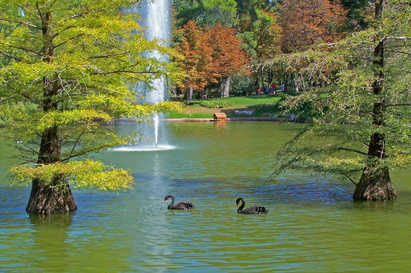 Black Swans in Pond — Green