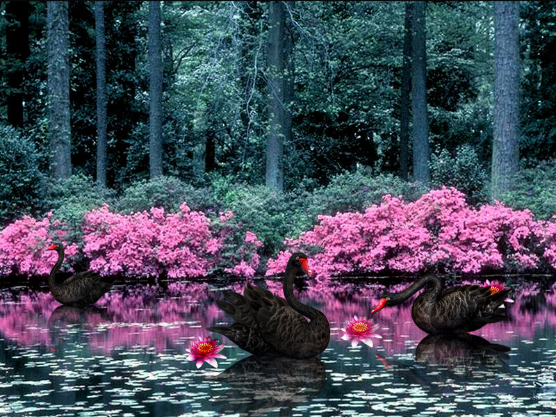 Black Swans in Pond — Serene
