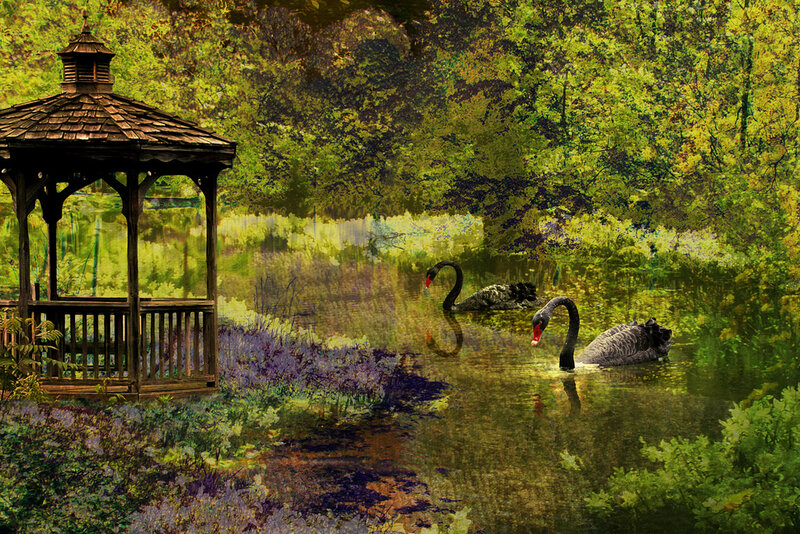 Black Swans in Pond