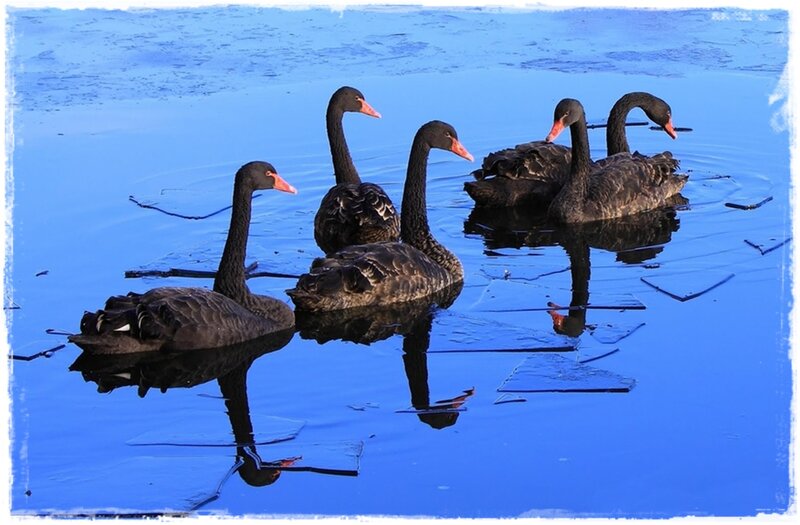 Black Swans in Water — Blue