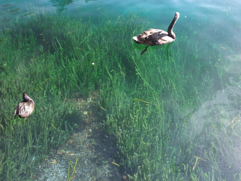 Black Swans in Water — Green
