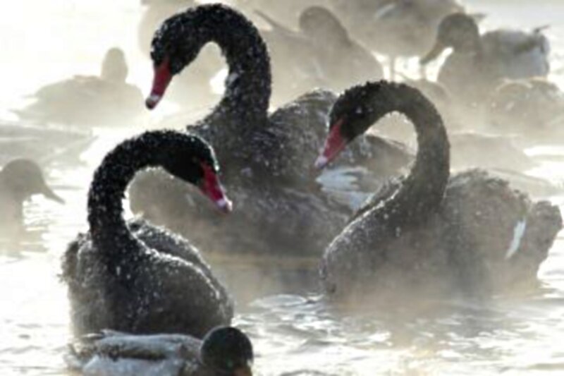 Black Swans in Water — Misty