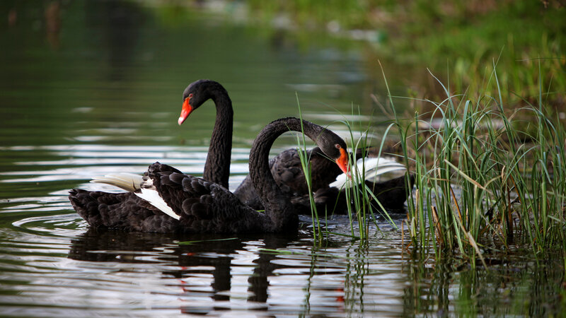 Black Swans in Water — Serene, Photograph