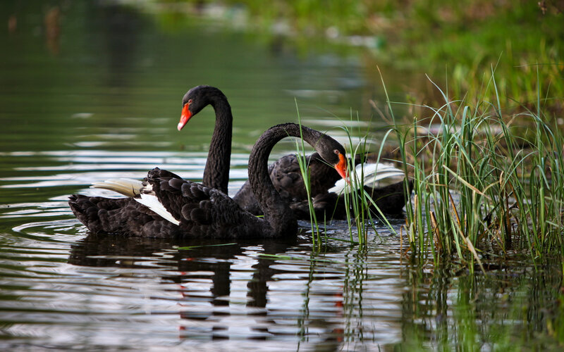 Black Swans in Water — Serene
