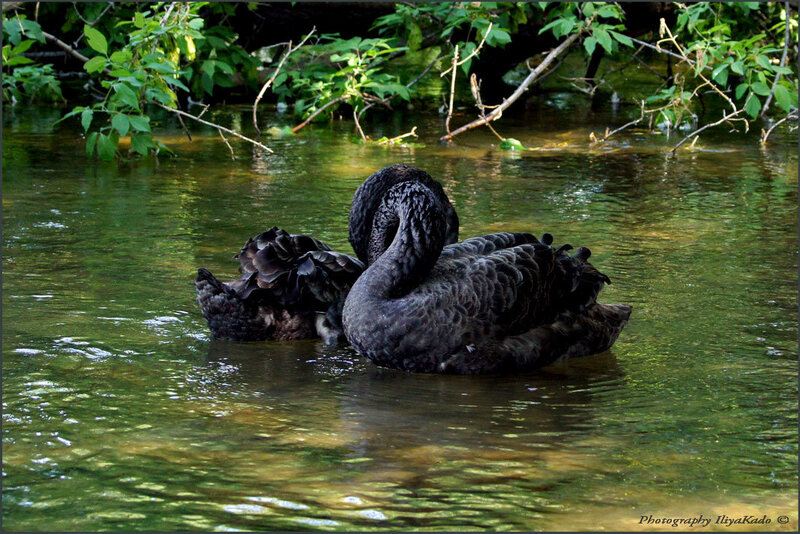 Black Swans in Water