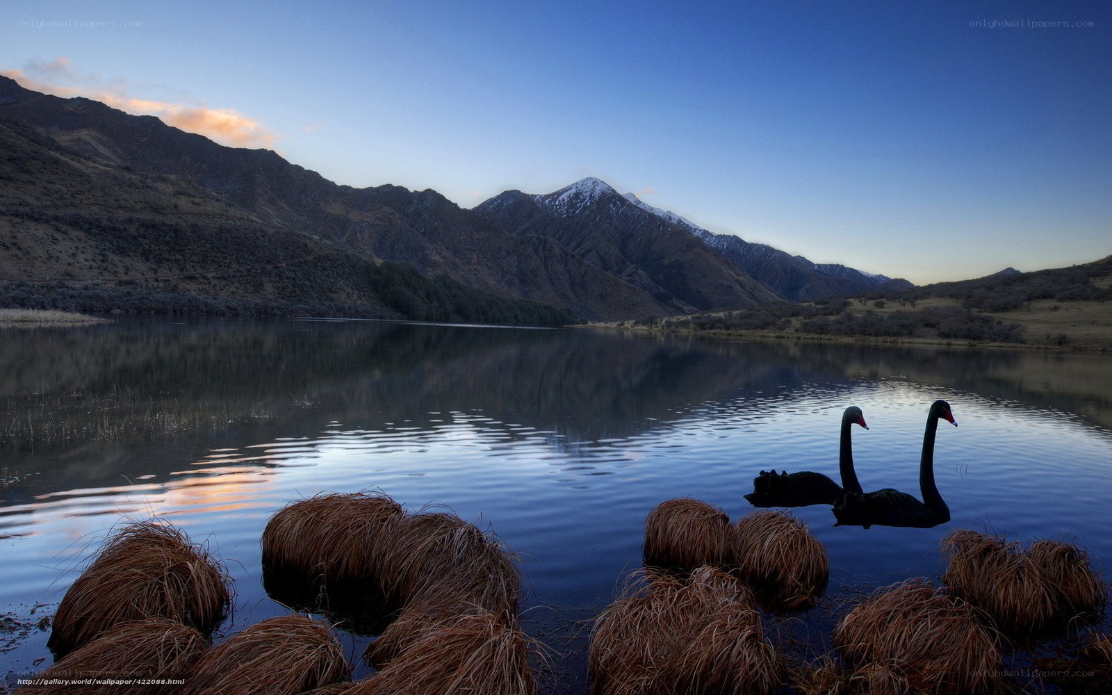 Black swans on a mountain lake