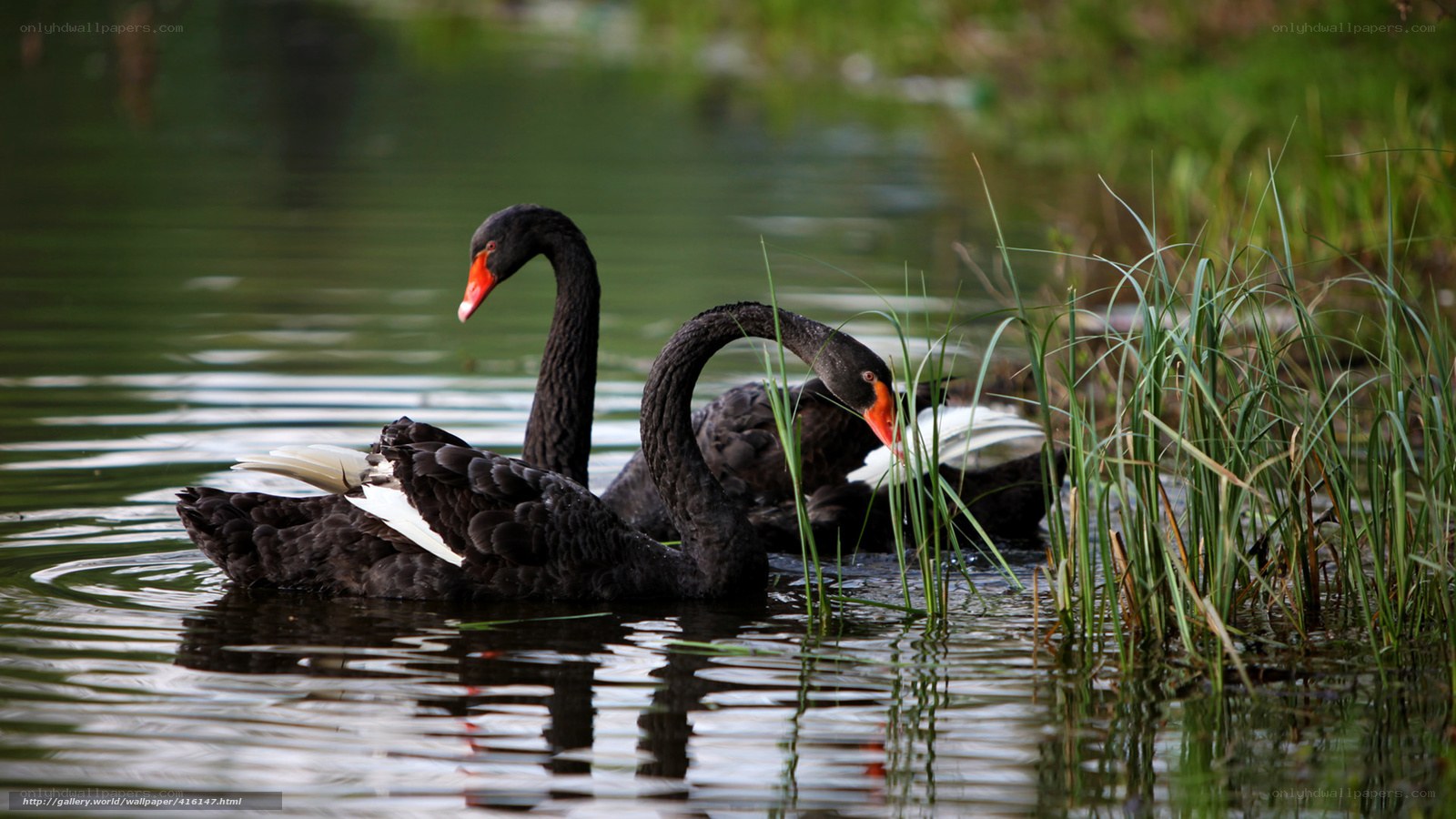 Black swans on a pond