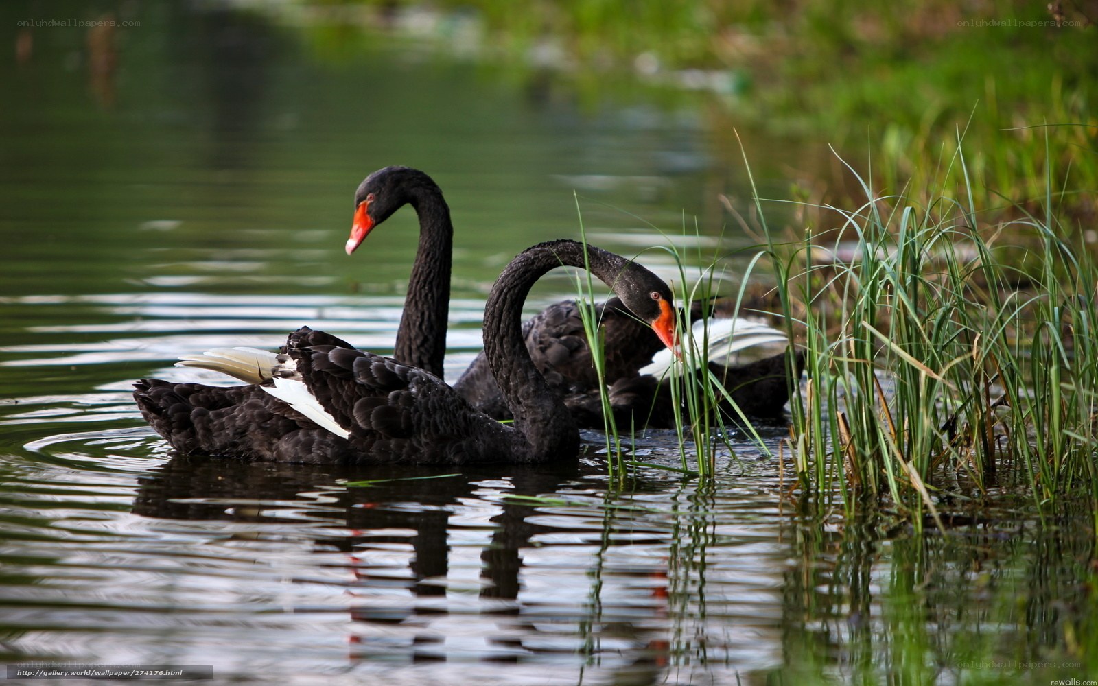 Black swans on a pond