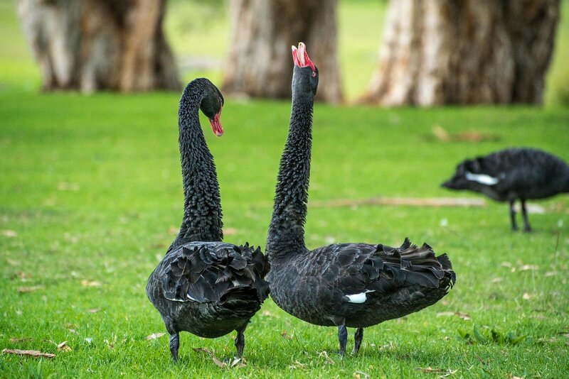 Black Swans on Grass