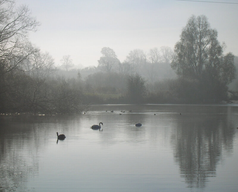 Black Swans on Lake — Gray