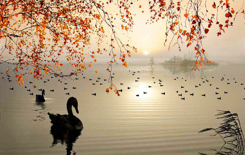 Black Swans on Lake
