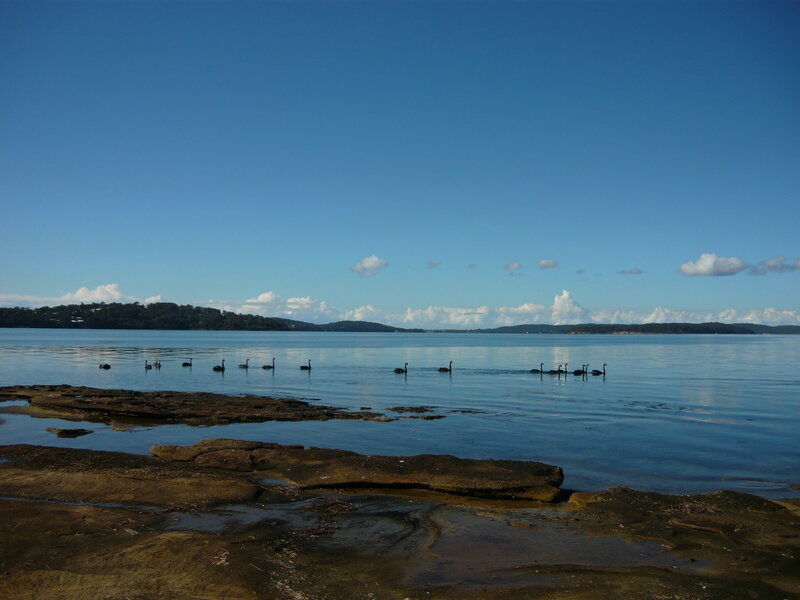 Black Swans on Water — Blue, Serene