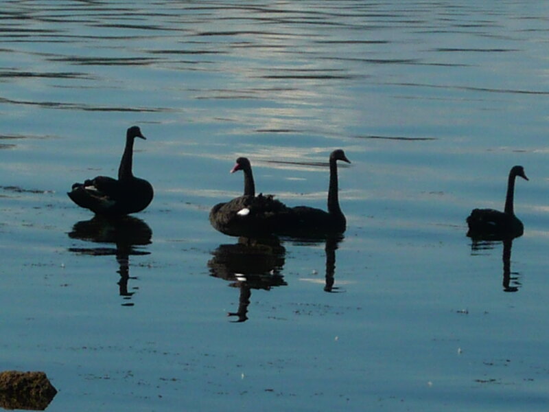 Black Swans on Water — Blue