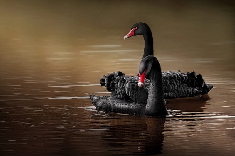 Black Swans on Water — Brown