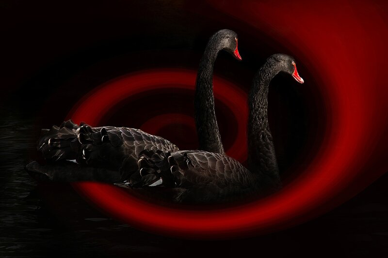Black Swans on Water — Dramatic