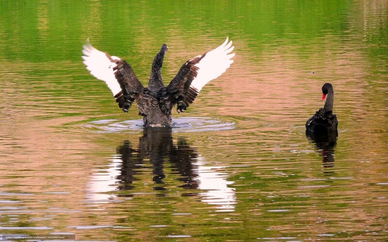 Black Swans on Water — Green, Serene