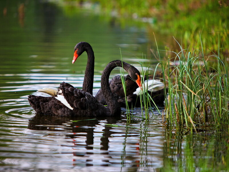 Black Swans on Water — Green