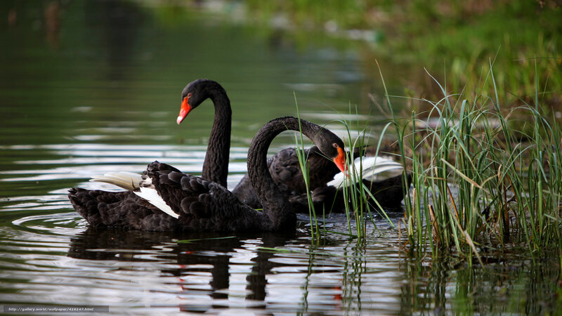 Black Swans on Water — Serene, Photograph
