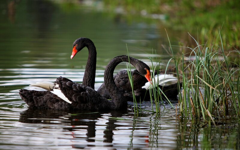 Black Swans on Water — Serene
