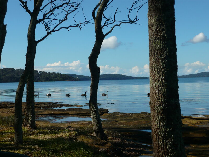 Black Swans on Water