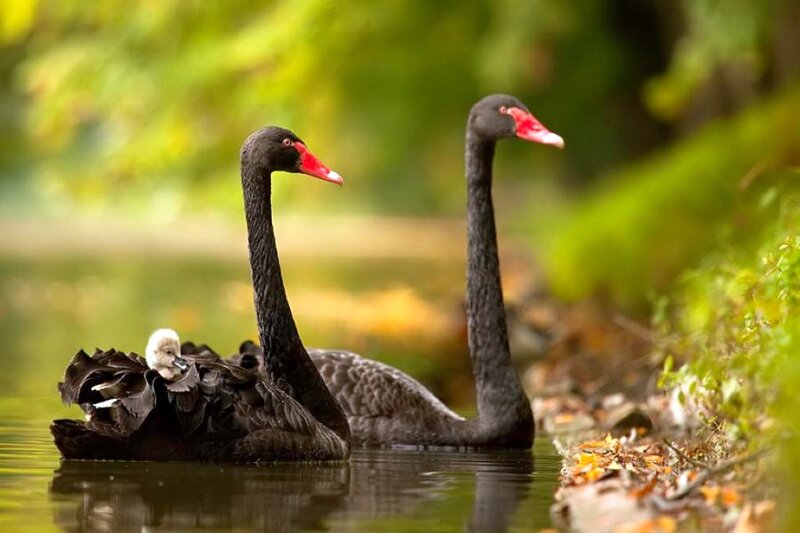 Black Swans with Cygnet