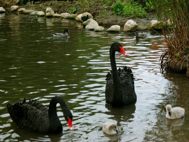 Black swans with cygnets in pond