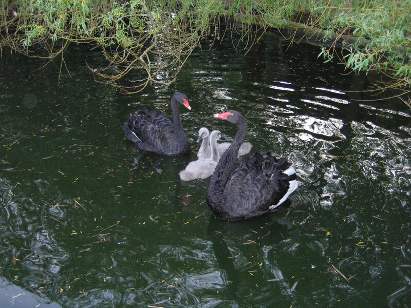 Black swans with cygnets on water